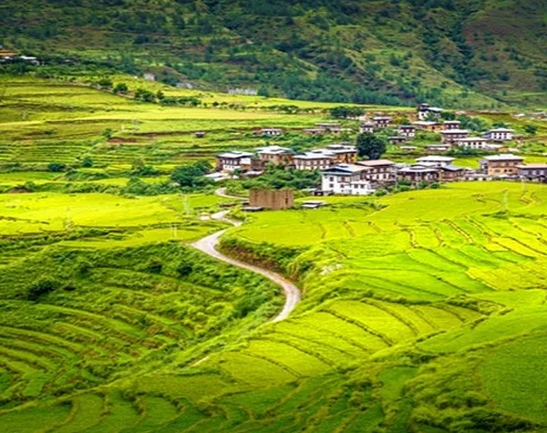 6. punakhas rice fields